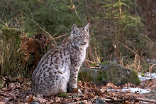 Giovane lince